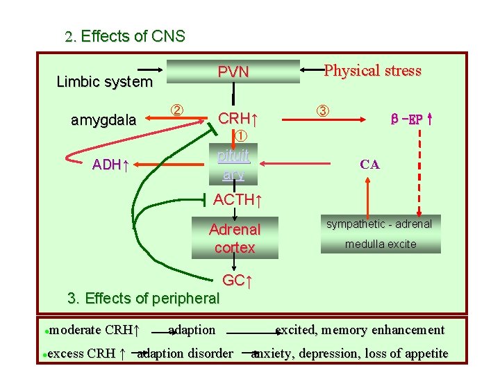 2. Effects of CNS Limbic system amygdala Physical stress PVN ② CRH↑ ③ β-EP↑