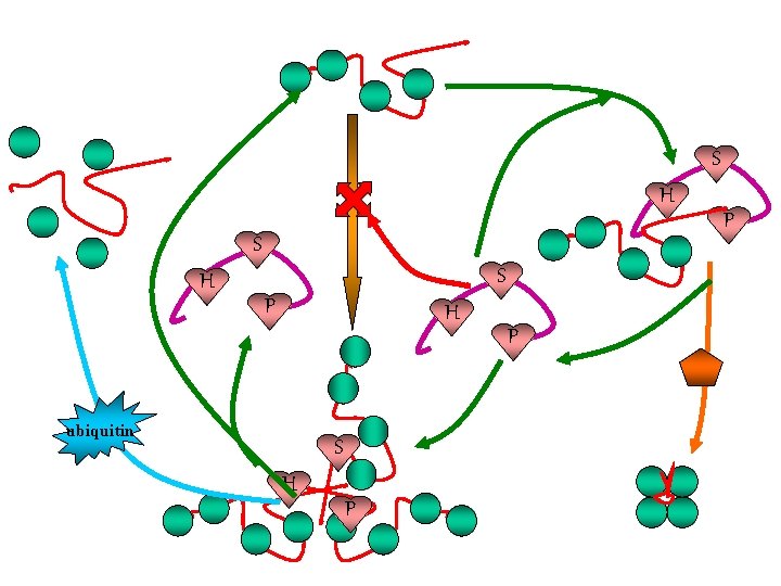 S H S P H ubiquitin S H P P P 