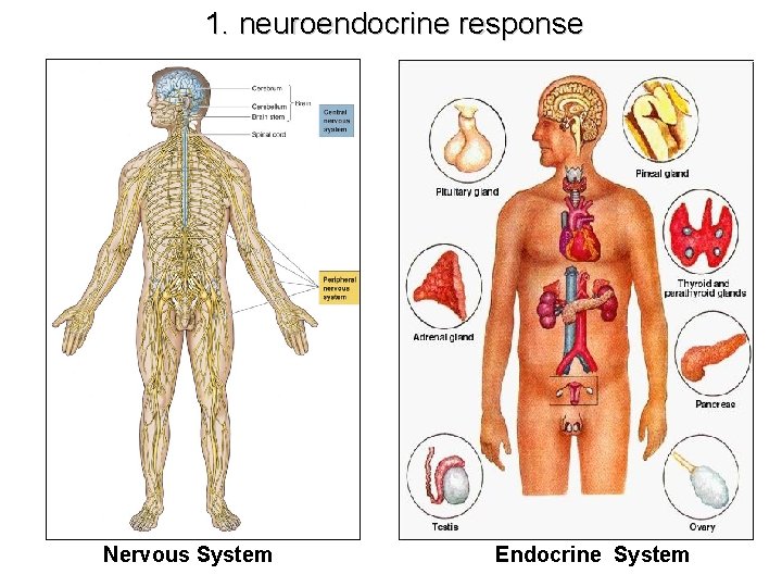 1. neuroendocrine response Nervous System Endocrine System 