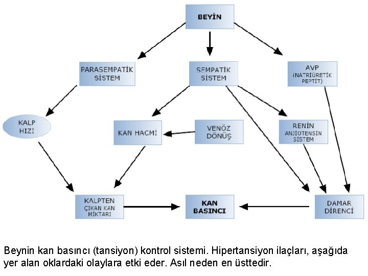 Beynin kan basıncı (tansiyon) kontrol sistemi. Hipertansiyon ilaçları, aşağıda yer alan oklardaki olaylara etki