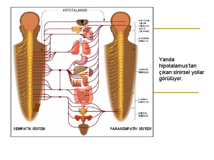 Yanda hipotalamus’tan çıkan sinirsel yollar görülüyor. 