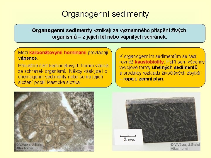 Organogenní sedimenty vznikají za významného přispění živých organismů – z jejich těl nebo vápnitých