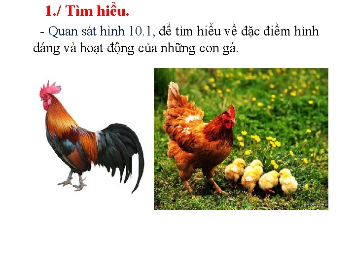 1. / Tìm hiểu. - Quan sát hình 10. 1, để tìm hiểu về