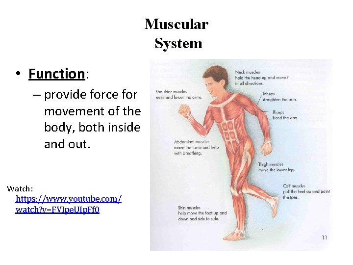 Muscular System • Function: – provide force for movement of the body, both inside