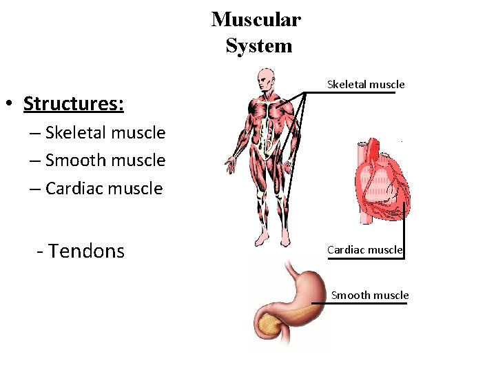 Muscular System • Structures: Skeletal muscle – Smooth muscle – Cardiac muscle - Tendons