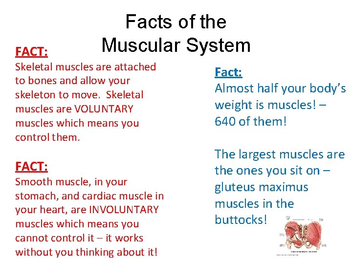 FACT: Facts of the Muscular System Skeletal muscles are attached to bones and allow