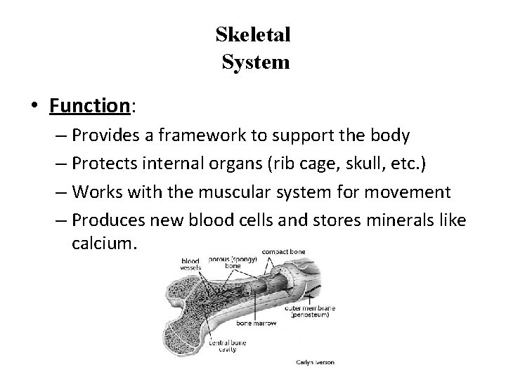 Skeletal System • Function: – Provides a framework to support the body – Protects