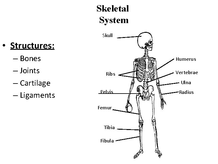 Skeletal System Skull • Structures: – Bones – Joints – Cartilage – Ligaments Humerus