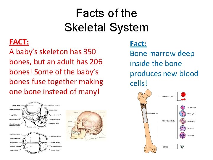 Facts of the Skeletal System FACT: A baby’s skeleton has 350 bones, but an