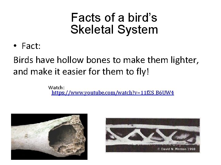 Facts of a bird’s Skeletal System • Fact: Birds have hollow bones to make