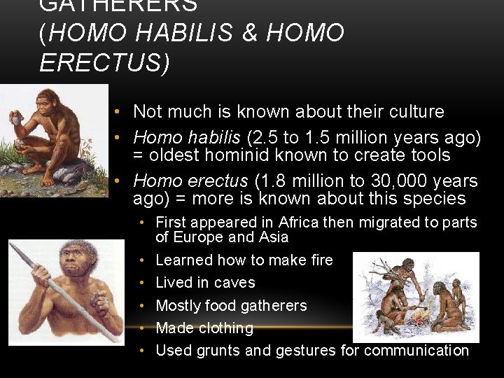 GATHERERS (HOMO HABILIS & HOMO ERECTUS) • Not much is known about their culture