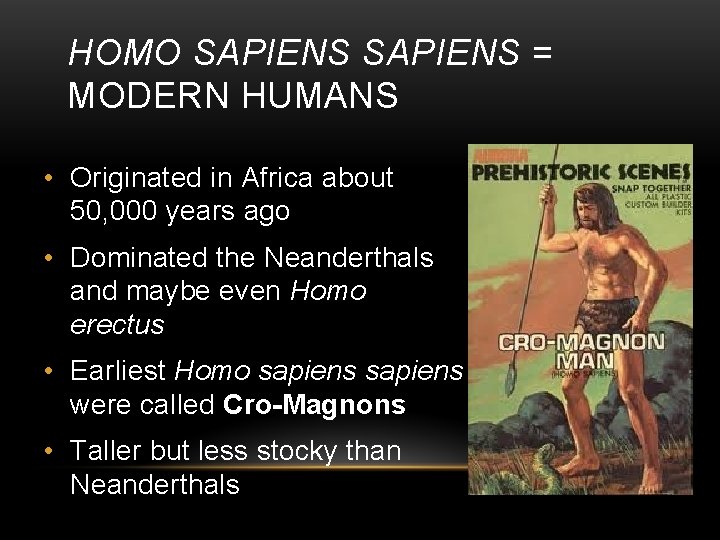 HOMO SAPIENS = MODERN HUMANS • Originated in Africa about 50, 000 years ago