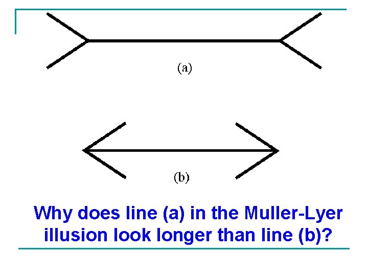 Why does line (a) in the Muller-Lyer illusion look longer than line (b)? 