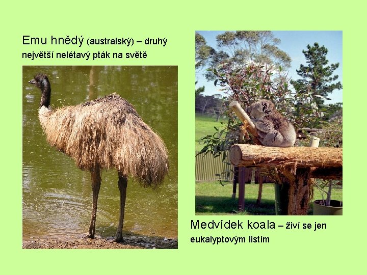 Emu hnědý (australský) – druhý největší nelétavý pták na světě Medvídek koala – živí