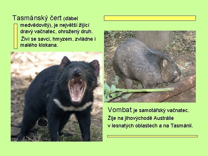 Tasmánský čert (ďábel medvědovitý), je největší žijící dravý vačnatec, ohrožený druh. Živí se savci,