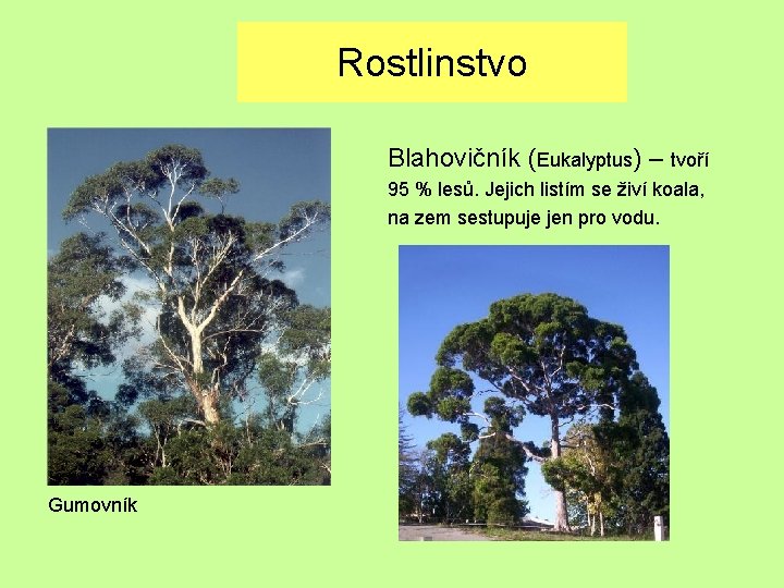 Rostlinstvo Blahovičník (Eukalyptus) – tvoří 95 % lesů. Jejich listím se živí koala, na