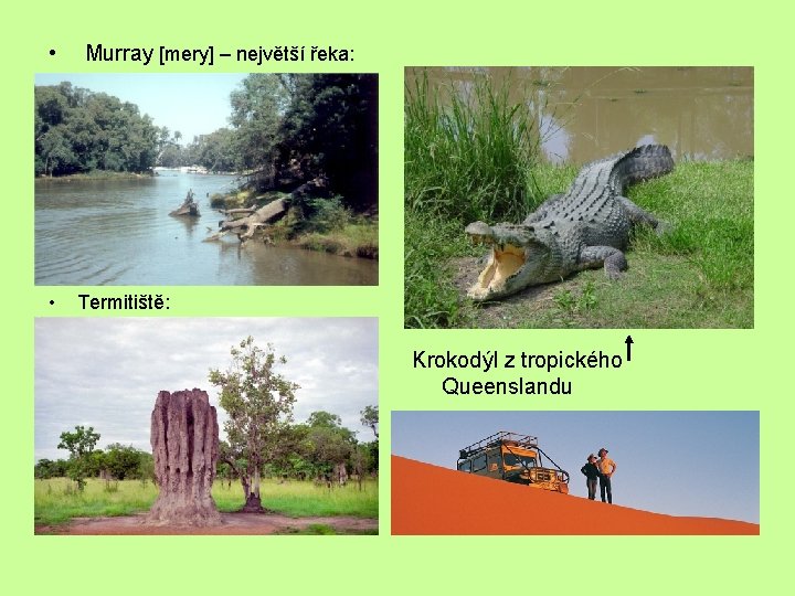  • • Murray [mery] – největší řeka: Termitiště: Krokodýl z tropického Queenslandu 