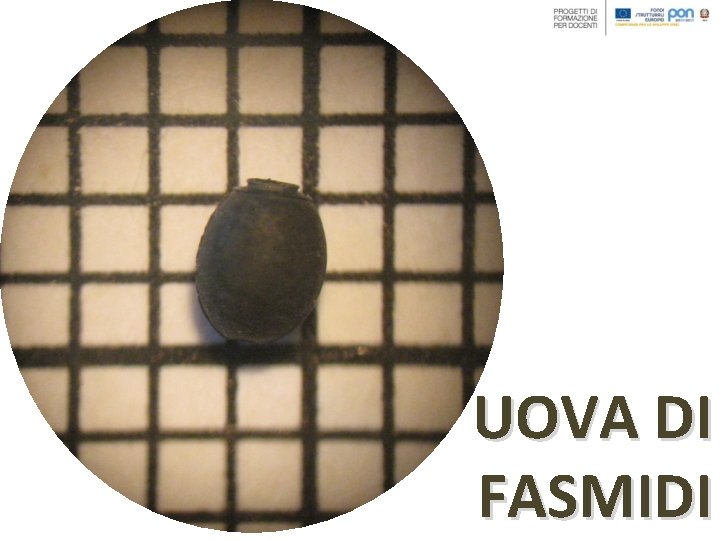 UOVA DI FASMIDI UOVA DI FASMIDI