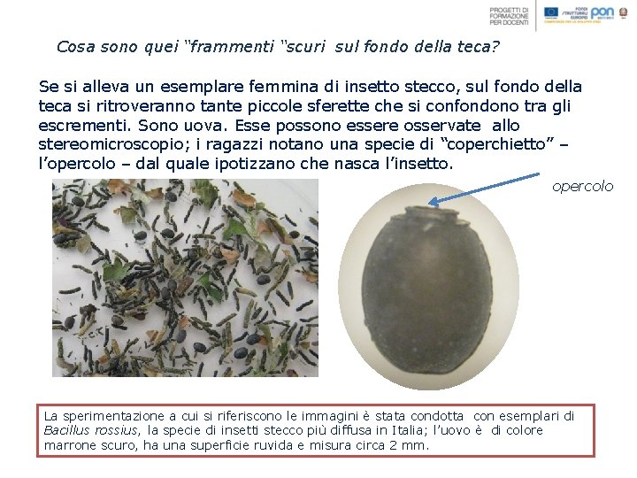 Cosa sono quei “frammenti “scuri sul fondo della teca? Se si alleva un esemplare Cosa sono quei “frammenti “scuri sul fondo della teca? Se si alleva un esemplare