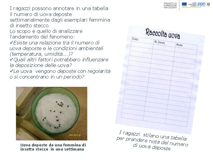 I ragazzi possono annotare in una tabella il numero di uova deposte settimanalmente dagli I ragazzi possono annotare in una tabella il numero di uova deposte settimanalmente dagli