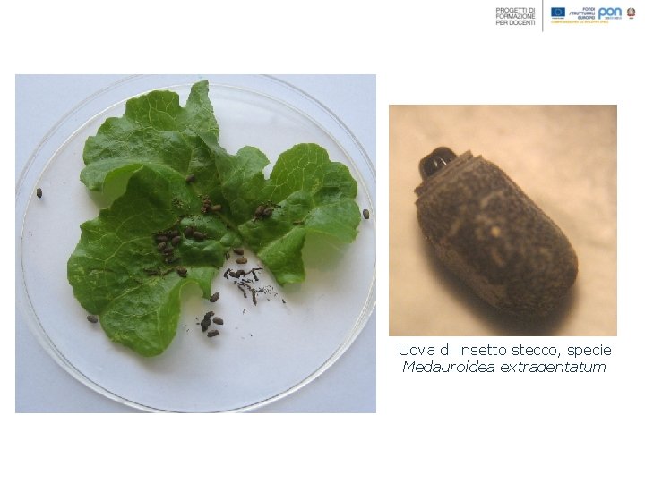 Uova di insetto stecco, specie Medauroidea extradentatum Uova di insetto stecco, specie Medauroidea extradentatum