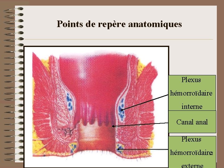 Points de repère anatomiques Plexus hémorroïdaire interne Canal Plexus hémorroïdaire 12 Snfge 