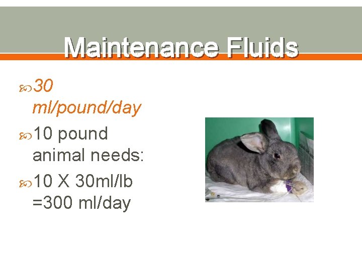 Maintenance Fluids 30 ml/pound/day 10 pound animal needs: 10 X 30 ml/lb =300 ml/day