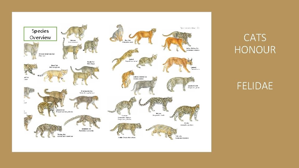 Species Overview CATS HONOUR FELIDAE 