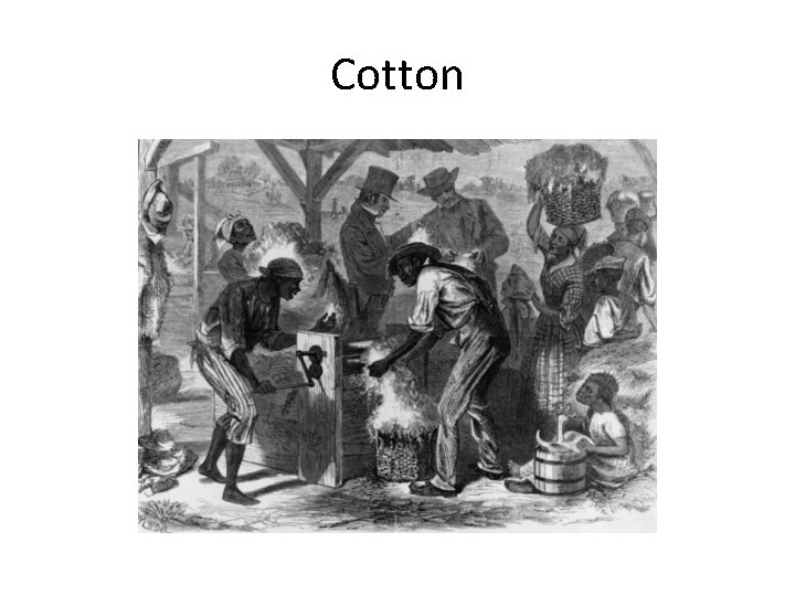 Cotton 
