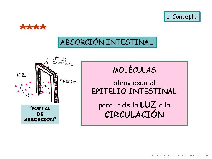 **** 1. Concepto ABSORCIÓN INTESTINAL MOLÉCULAS atraviesan el EPITELIO INTESTINAL “PORTAL DE ABSORCIÓN” para