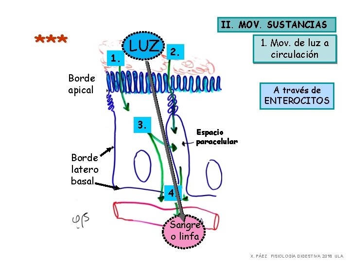 II. MOV. SUSTANCIAS *** 1. LUZ 1. Mov. de luz a circulación 2. Borde II. MOV. SUSTANCIAS *** 1. LUZ 1. Mov. de luz a circulación 2. Borde