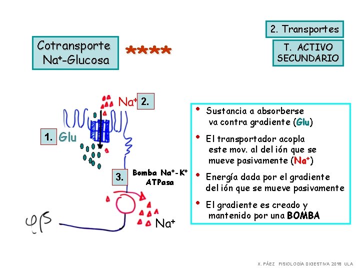 2. Transportes Cotransporte Na+-Glucosa **** Na+ 2. 1. Glu 3. Bomba Na+-K+ ATPasa Na+