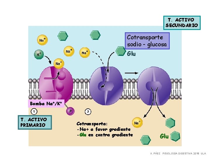 T. ACTIVO SECUNDARIO Cotransporte sodio - glucosa Glu Bomba Na+/K+ T. ACTIVO PRIMARIO Cotransporta: T. ACTIVO SECUNDARIO Cotransporte sodio - glucosa Glu Bomba Na+/K+ T. ACTIVO PRIMARIO Cotransporta:
