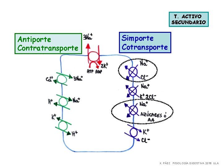 T. ACTIVO SECUNDARIO Antiporte Contratransporte Simporte Cotransporte X. PÁEZ FISIOLOGÍA DIGESTIVA 2018 ULA 