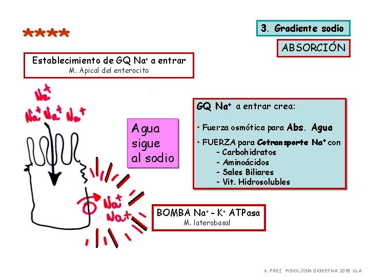 **** 3. Gradiente sodio ABSORCIÓN Establecimiento de GQ Na+ a entrar M. Apical del