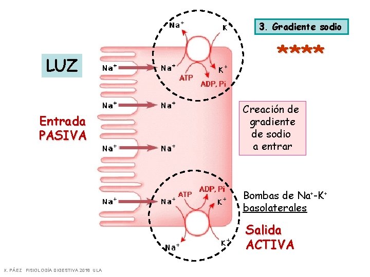 3. Gradiente sodio LUZ Entrada PASIVA **** Creación de gradiente de sodio a entrar 3. Gradiente sodio LUZ Entrada PASIVA **** Creación de gradiente de sodio a entrar
