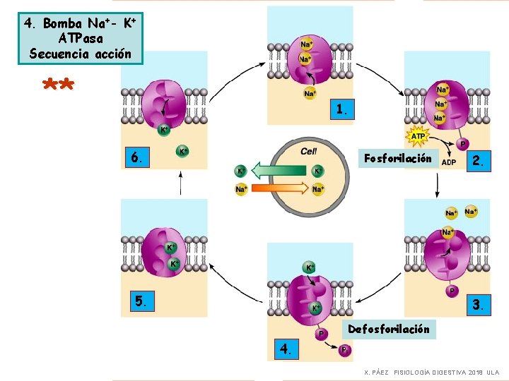 4. Bomba Na+- K+ ATPasa Secuencia acción ** 1. 6. Fosforilación 5. 2. 3.