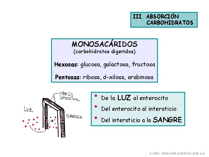 III. ABSORCIÓN CARBOHIDRATOS MONOSACÁRIDOS (carbohidratos digeridos) Hexosas: glucosa, galactosa, fructosa Pentosas: ribosa, d-xilosa, arabinosa