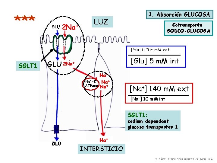 *** GLU 2 Na+ 1. Absorción GLUCOSA LUZ Cotransporte SODIO-GLUCOSA [Glu] 0. 005 m.