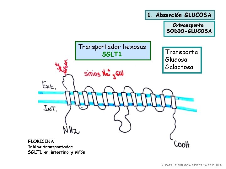1. Absorción GLUCOSA Cotransporte SODIO-GLUCOSA Transportador hexosas SGLT 1 Transporta Glucosa Galactosa FLORICINA Inhibe