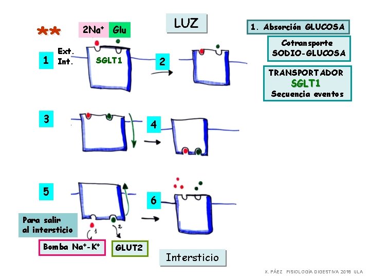 ** 1 Ext. Int. LUZ 2 Na+ Glu Cotransporte SODIO-GLUCOSA 2 SGLT 1 1.