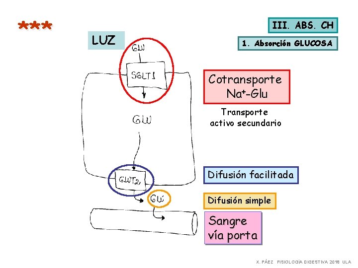 *** III. ABS. CH LUZ 1. Absorción GLUCOSA Cotransporte Na+-Glu Transporte activo secundario Difusión