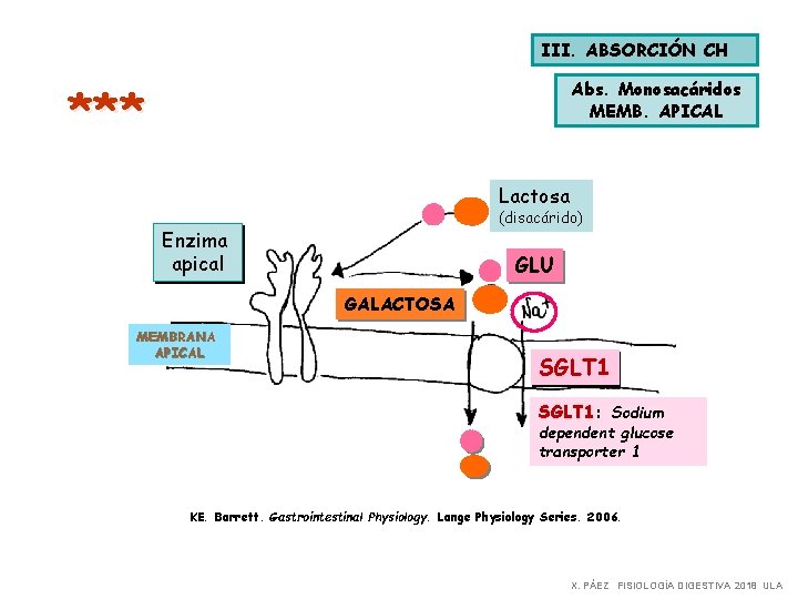 III. ABSORCIÓN CH *** Abs. Monosacáridos MEMB. APICAL Lactosa (disacárido) Enzima apical GLU GALACTOSA