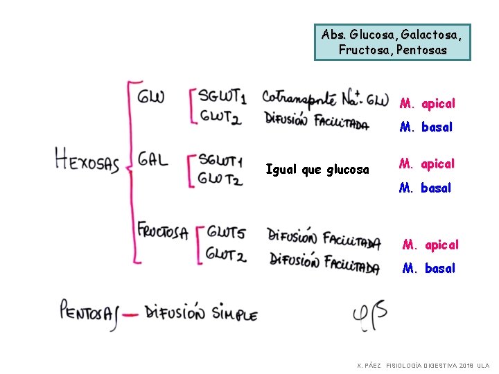 Abs. Glucosa, Galactosa, Fructosa, Pentosas M. apical M. basal Igual que glucosa M. apical