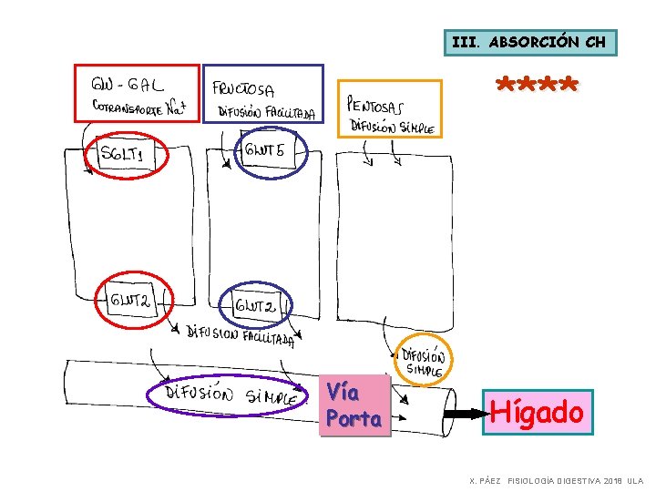 III. ABSORCIÓN CH **** Vía Porta Hígado X. PÁEZ FISIOLOGÍA DIGESTIVA 2018 ULA 