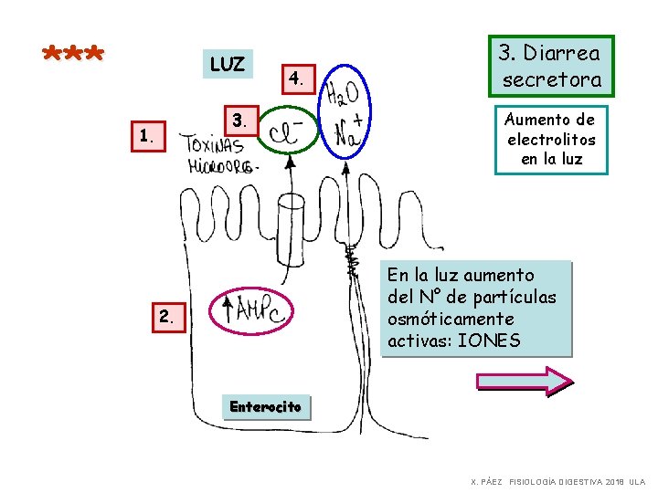 *** LUZ 4. 3. 1. 3. Diarrea secretora Aumento de electrolitos en la luz