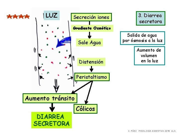 **** LUZ Secreción iones 3. Diarrea secretora Gradiente Osmótico Sale Agua Distensión Salida de **** LUZ Secreción iones 3. Diarrea secretora Gradiente Osmótico Sale Agua Distensión Salida de