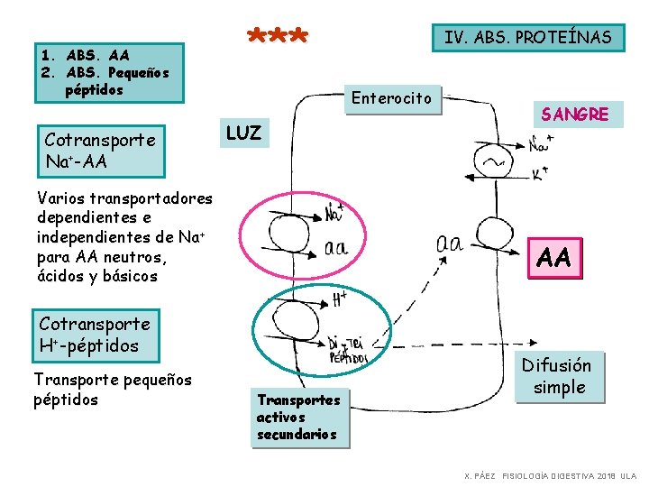 1. ABS. AA 2. ABS. Pequeños péptidos Cotransporte Na+-AA *** Enterocito LUZ Varios transportadores