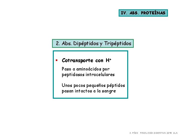 IV. ABS. PROTEÍNAS 2. Abs. Dipéptidos y Tripéptidos § Cotransporte con H+ Paso a