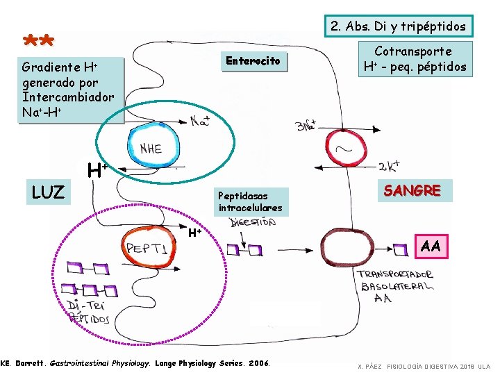 ** Gradiente H 2. Abs. Di y tripéptidos Enterocito + generado por Intercambiador Na+-H+